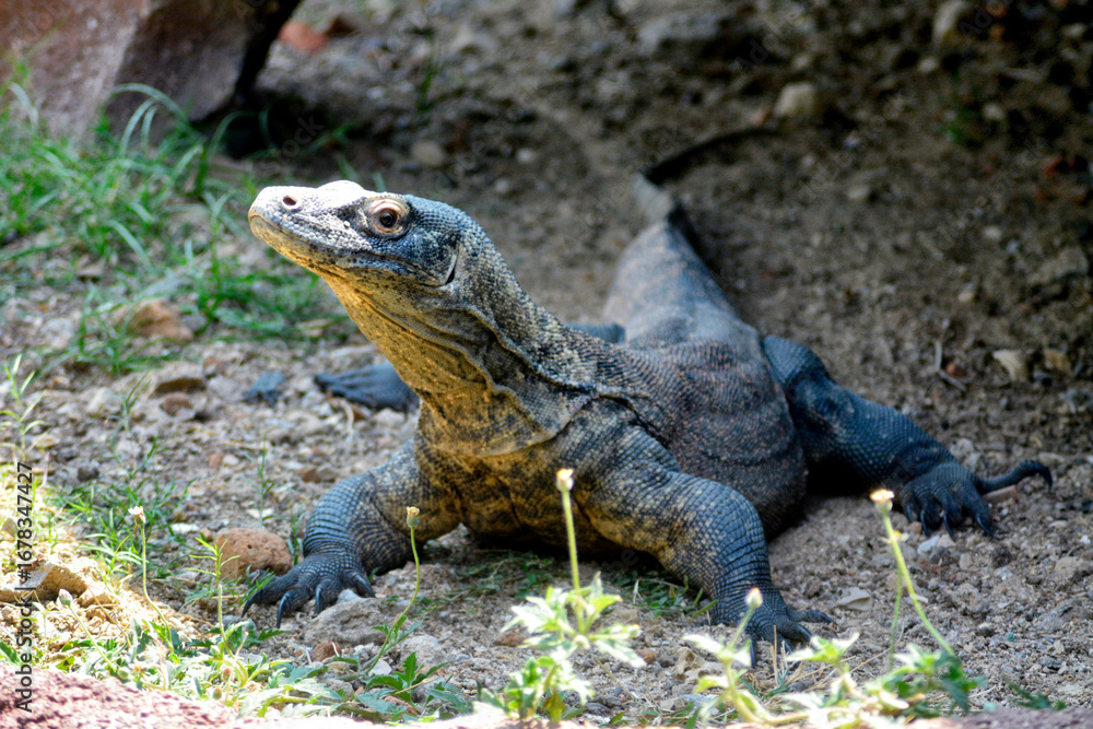 Fototapeta premium A Komodo dragon rests on the ground, its sturdy body and sharp claws visible under natural sunlight.