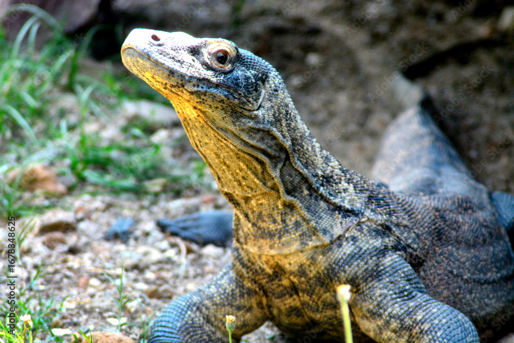 Fototapeta premium A Komodo dragon rests on the ground, its sturdy body visible under natural sunlight.