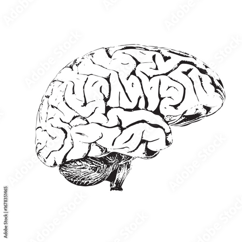 Detailed anatomical illustration of a human brain, perfect for medical education or neuroscience research