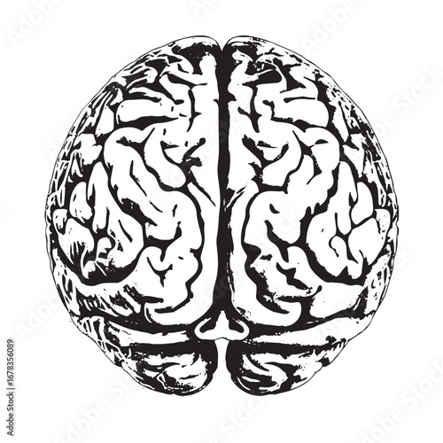 Brain illustration for neuroscience research or educational materials in black and white for medical presentations