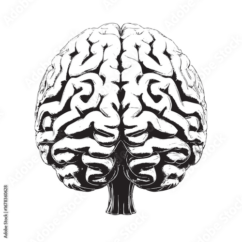 Detailed brain illustration for medical research or educational content about neuroscience and mental health