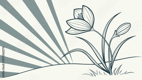 Stylized line art drawing of a blooming crocus flower with a bud against a background of radiating lines