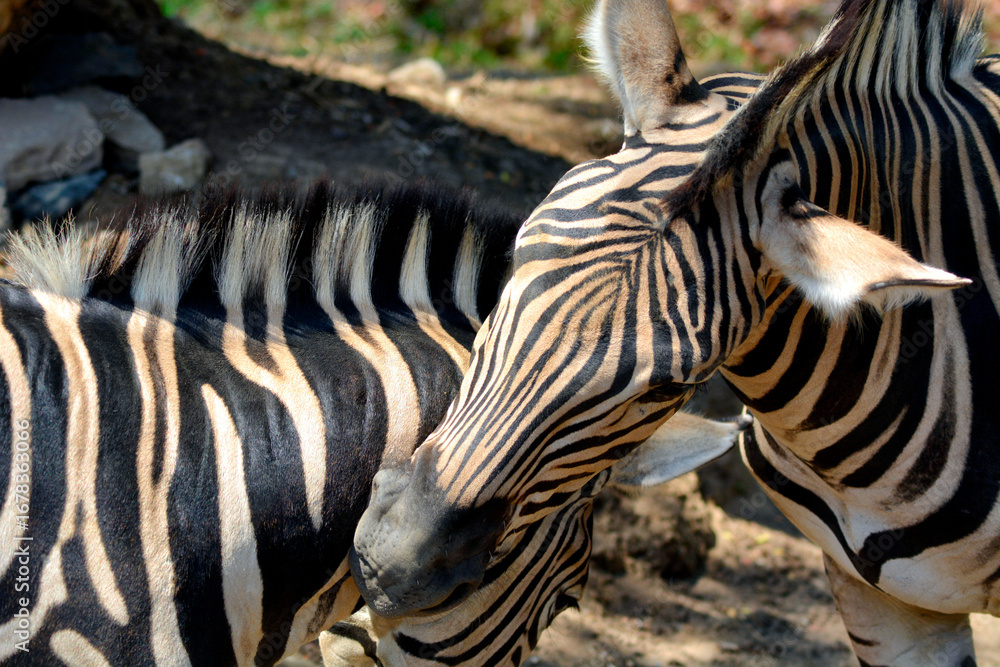 Fototapeta premium Two zebras nuzzle each other affectionately, their black and white stripes blending in a close, tender moment.