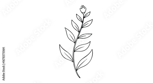 Elegant botanical sketch: A delicate sprig with subtle floral detail and refined leaves on a pristine white backdrop offering timeless simplicity