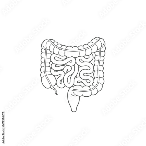 Line drawing of the human digestive system showing the large and small intestines.