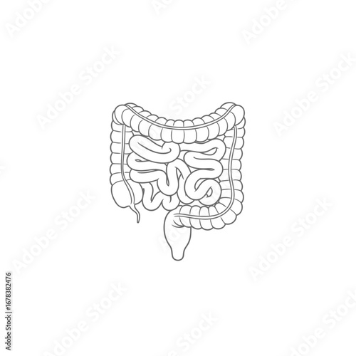 Human digestive system illustration: colon and small intestine outline.