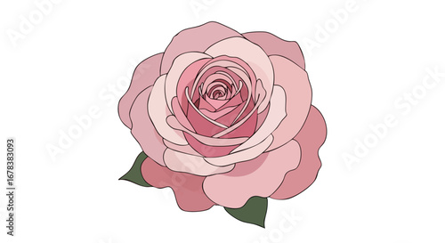 Elegant pastel rose blossom illustration on pure white backdrop demonstrating delicacy, romanticism and artistic refinement to create an artistic feel