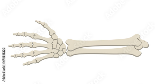 Anatomical Illustration Featuring Hand and Arm Bones Detailed Depiction of Human Skeletal Structure Revealing the Interconnectedness