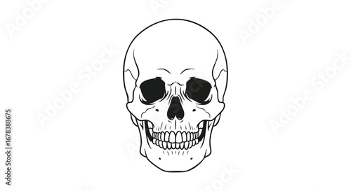 Monochrome cranial skeletal drawing evokes mortality, structure and anatomy in simplistic form on a stark white plane presenting visual clarity