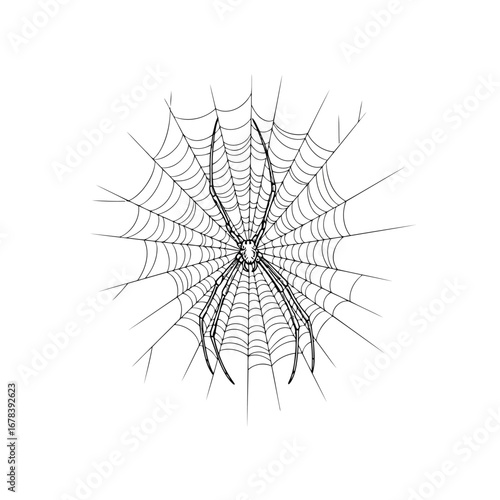 Spider web illustration, black and white, halloween concept