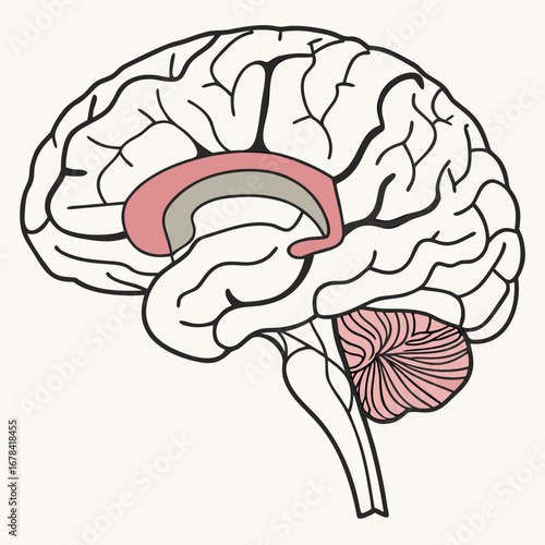 Simplified sagittal view of the human brain highlighting the corpus callosum and cerebellum in pink