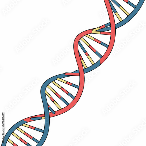 Stylized illustration of a double helix dna strand with red and blue strands and yellow and red base pairs