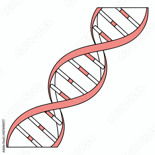 Stylized illustration of a pink and white dna double helix structure on a white background
