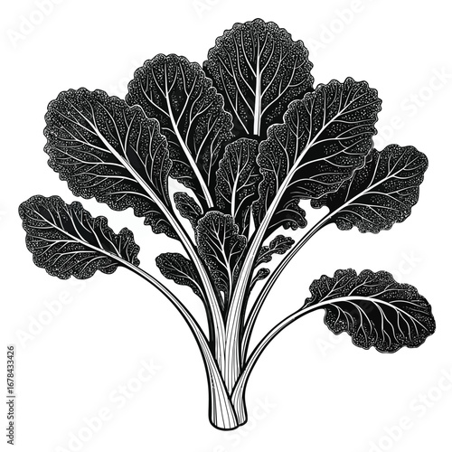 Detailed black and white silhouette of a bunch of kale leaves