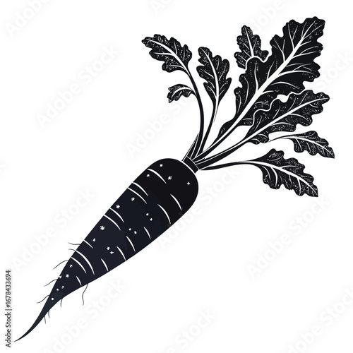 Dark silhouette of a freshly harvested carrot with green leaves