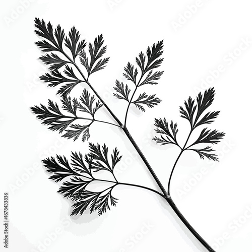 Delicate fern frond silhouette against a white background