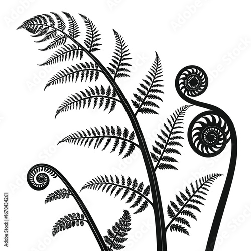 Elegant black fern fronds and unfurling fiddleheads silhouette