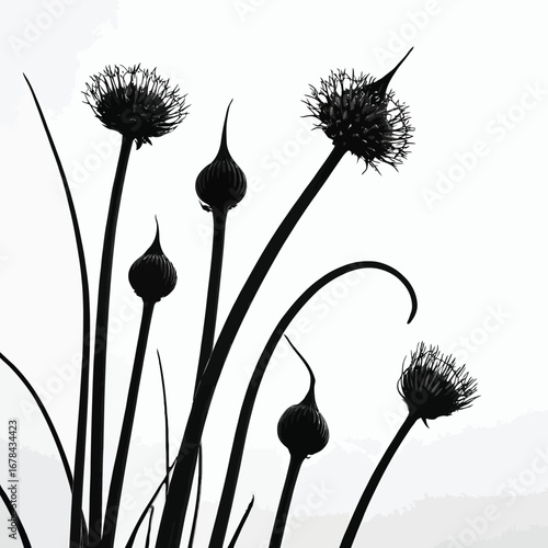 Black and white silhouette of allium flowers against a bright sky