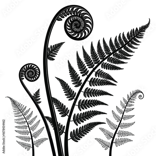 Black and white silhouette of unfurling fern fronds and leaves silhouette