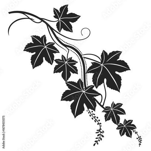 Elegant black silhouette of a grapevine with leaves and tendrils