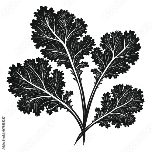 Dark silhouette of a bunch of curly kale leaves