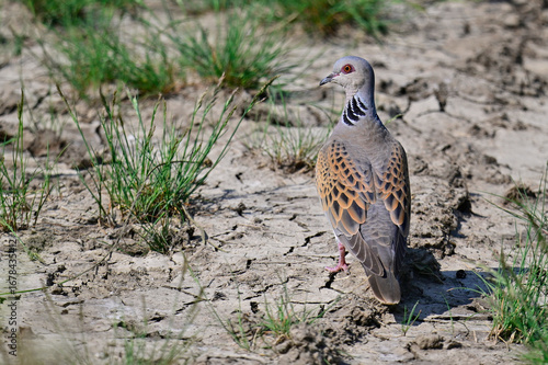European turtle dove // Turteltaube (Streptopelia turtur)
