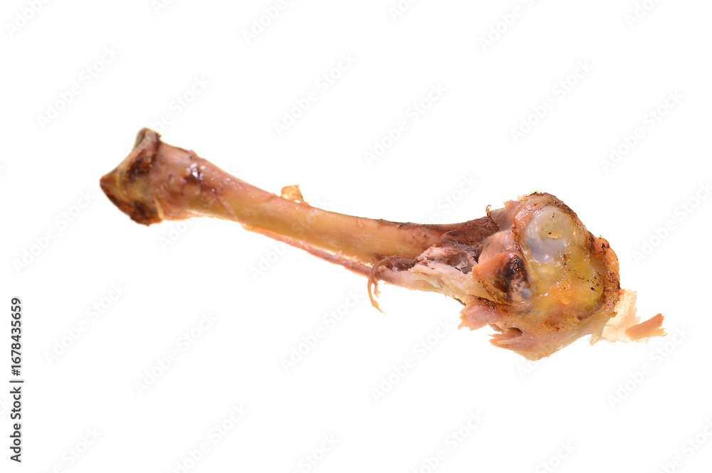 Obraz premium bone isolated on white background