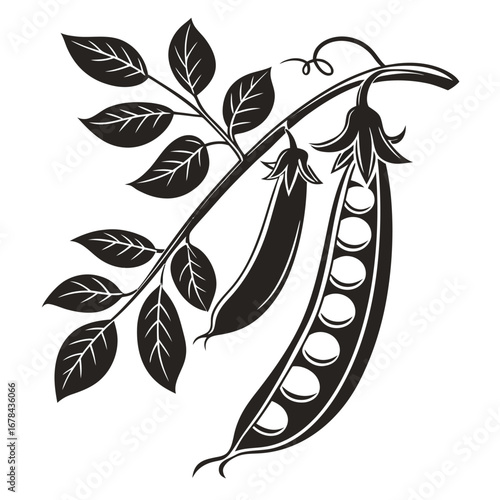 Black and white silhouette of a pea pod with leaves and vine