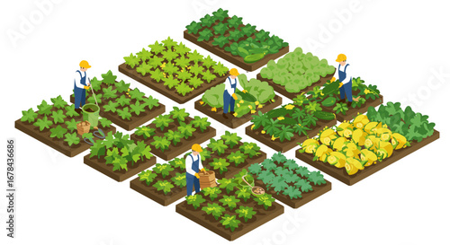 Isometric urban farming with workers in vegetable garden