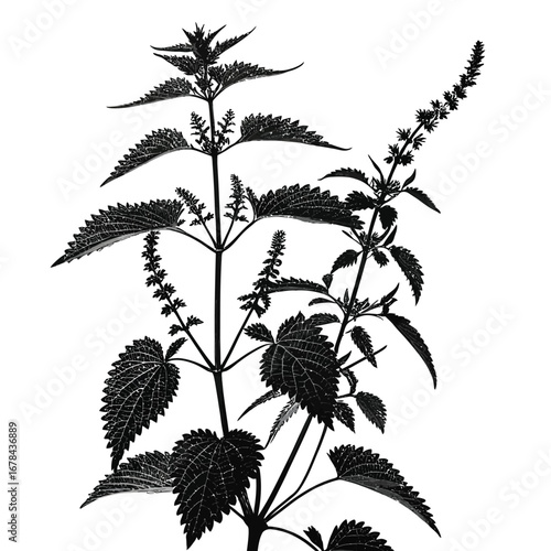 Detailed silhouette of stinging nettle plants with spiky leaves and flower spikes