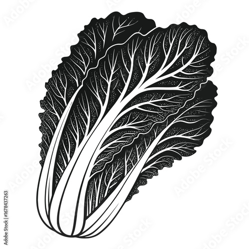 Detailed illustration of a fresh napa cabbage silhouette