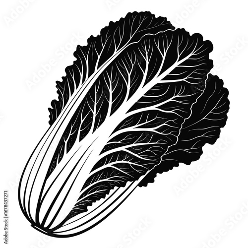 Detailed black and white silhouette of a fresh napa cabbage silhouette