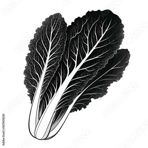 Detailed silhouette of fresh napa cabbage leaves