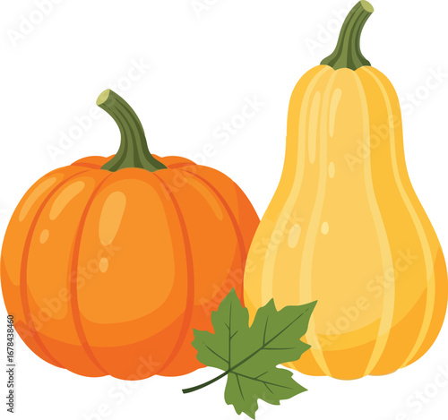 Harvest season pumpkins squash autumn vegetable garden food illustration vector