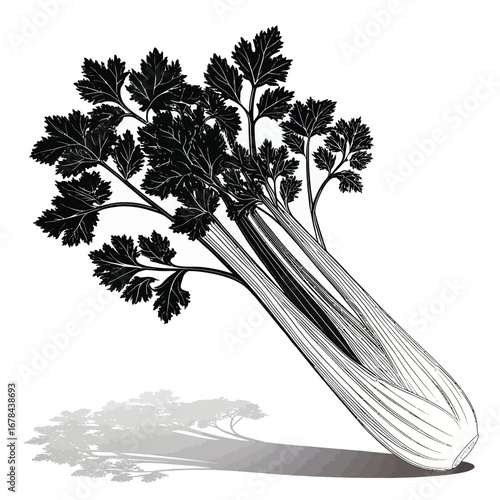 Vintage botanical illustration of a celery stalk with leaves silhouette