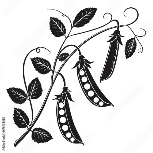 Black and white silhouette of a pea plant with pods and leaves