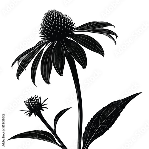 Detailed black silhouette of echinacea coneflower with bud and leaves silhouette