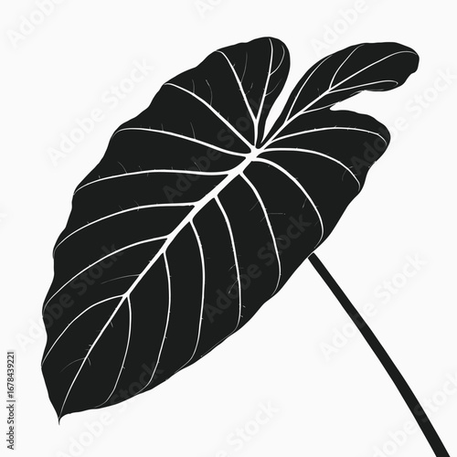 Striking black elephant ear leaf with veins silhouette