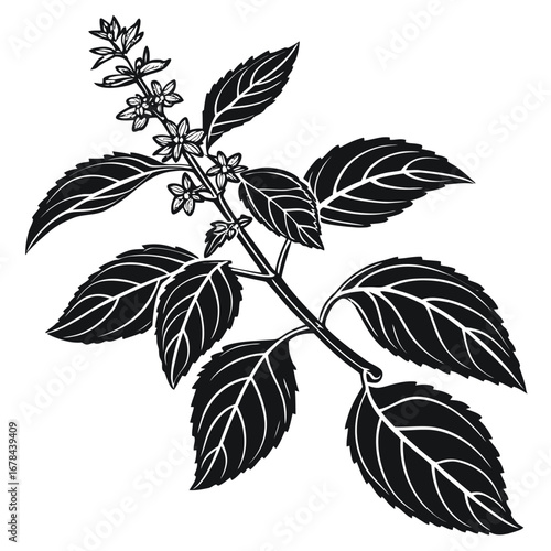 Detailed black silhouette of a flowering basil plant branch