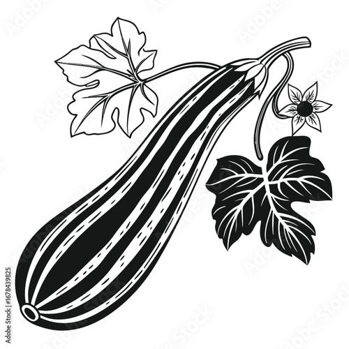 Detailed illustration of a striped zucchini with leaves and flower silhouette