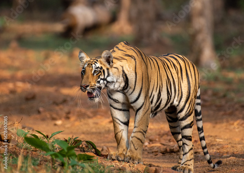 Photography Sub adult tiger coming out of the bush in the forest
