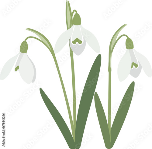 Delicate snowdrop flowers blooming in spring season with green leaves isolated vector
