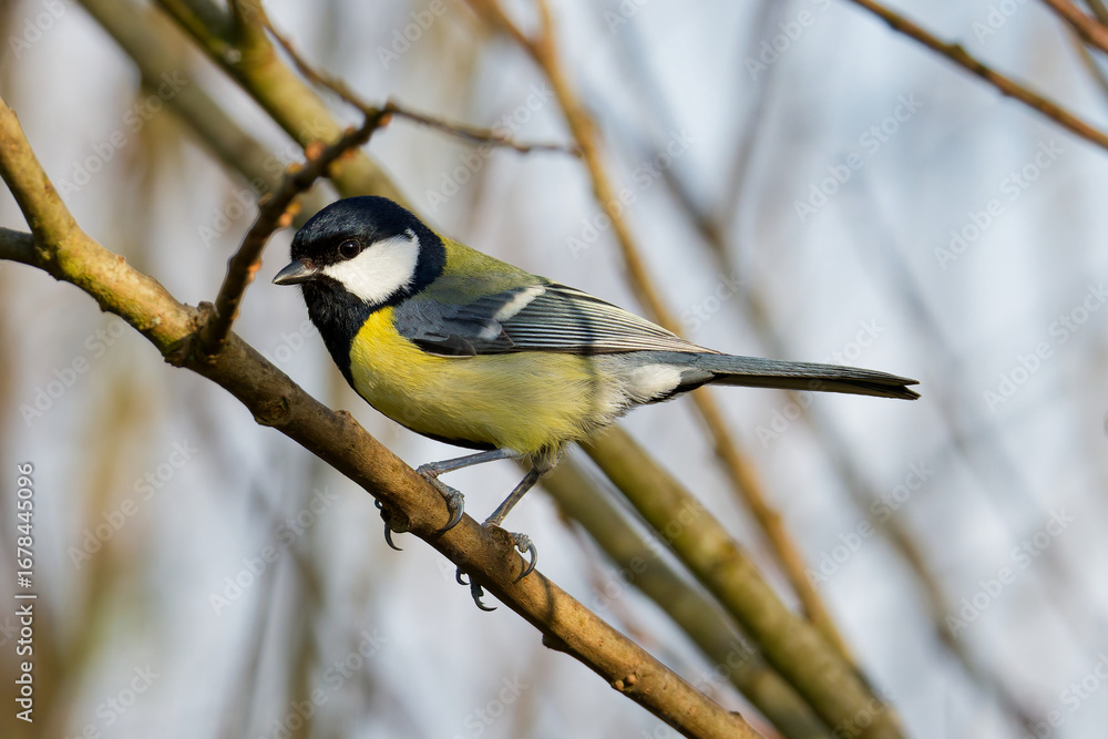 Fototapeta premium vogel