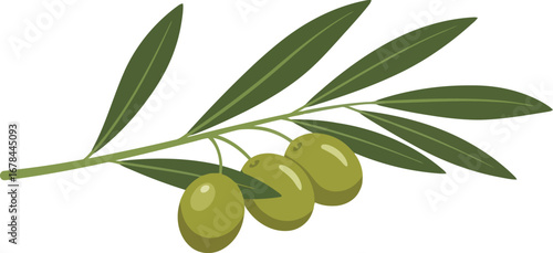 Fresh olive branch with green olives illustration healthy mediterranean food ingredient organic vector