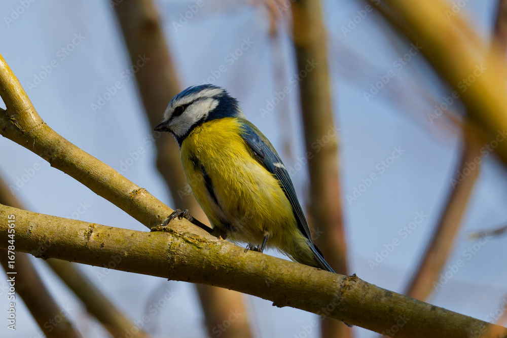 Fototapeta premium vogel