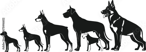 Dog silhouette vector illustration, pet breed comparison, animal size progression, black dog graphic, puppy to adult growth chart, canine profile artwork