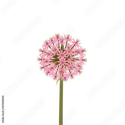Detailed Pink Allium Flower on White Background Botanical Illustration of a Single Pink Flower with Green Stem and Yellow Stamens