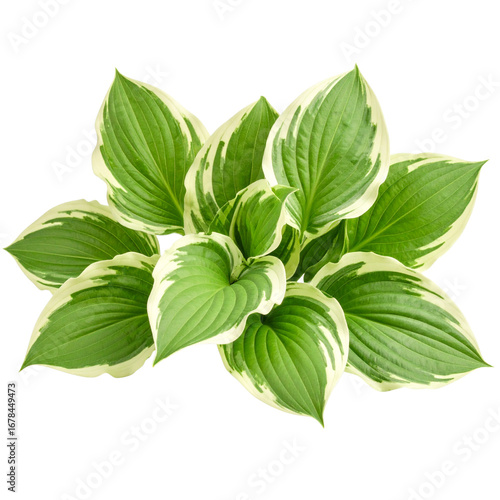 Delicate variegated green leaves of hosta plant bush with wavy edges and subtle sheen, isolated on white background, perfect for garden or nature themed designs