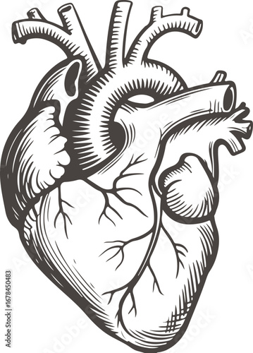 Detailed Anatomical Heart Illustration for Medical and Educational Use Vector