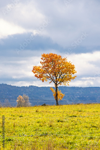 Podobny obraz